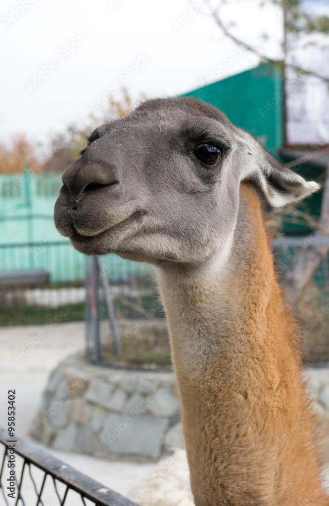 Obraz premium Beautiful lama portrait