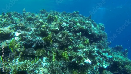 Wallpaper Mural buntes grosses korallenriff in aegyptpen
 Torontodigital.ca