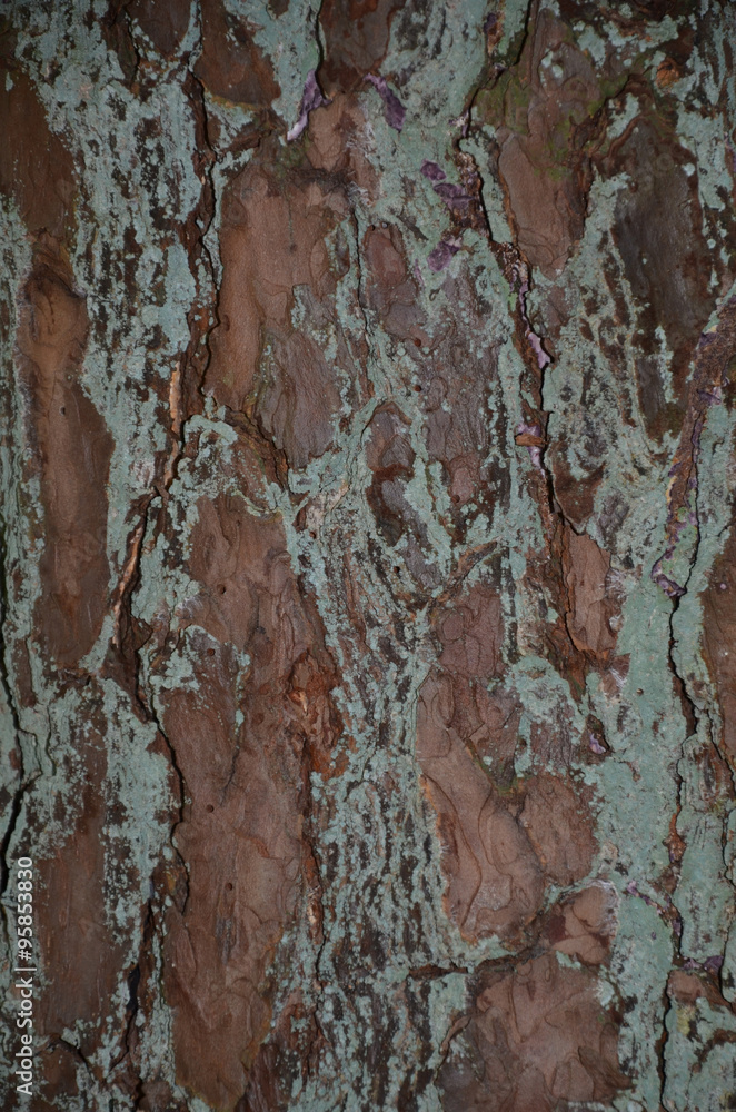Hintergrund, Baumrinde Hintergrund, Baumrinde