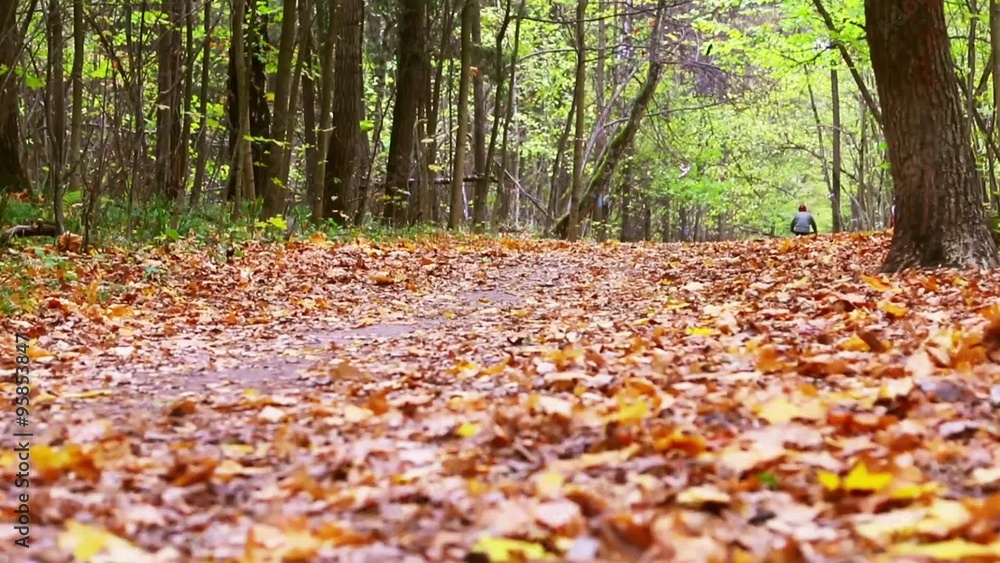 fallen leaves in autumn park fallen leaves in autumn park
