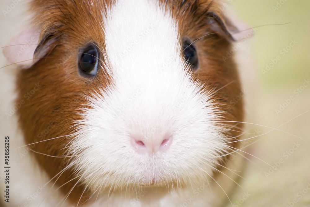 Guinea pig on a green background Guinea pig on a green background