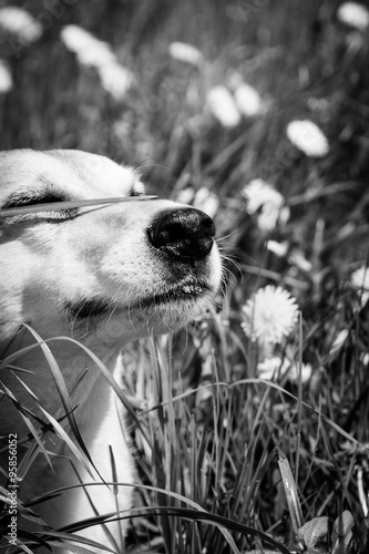 dog (283), funny image with grass in front of the eyes #95856052