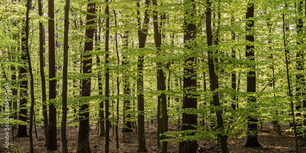 Naklejka premium A canvas of bright green trees during spring season