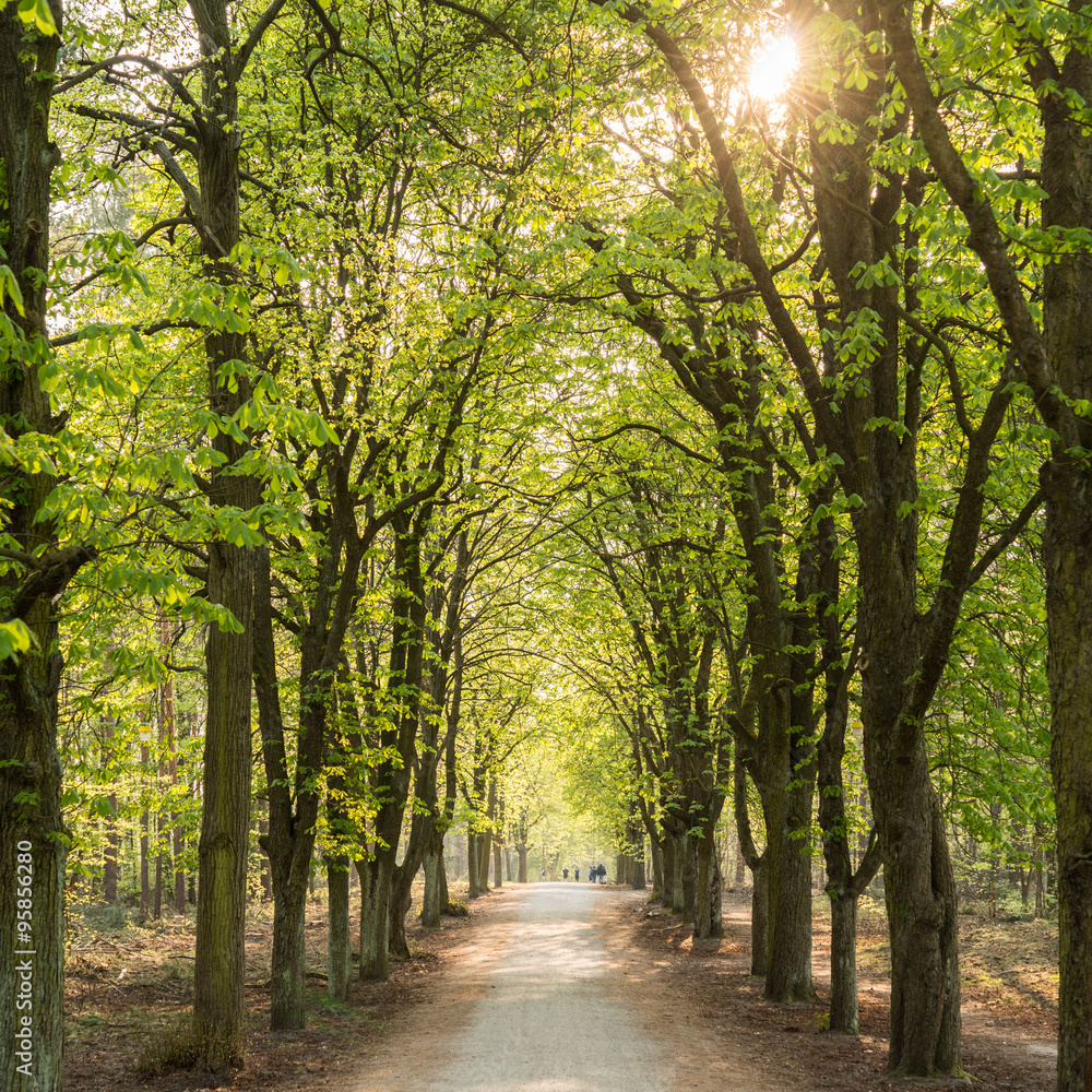Fototapeta premium Lush green tree avenue in spring
