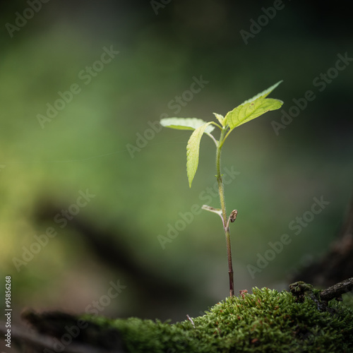 Closeup of growing tree sapling