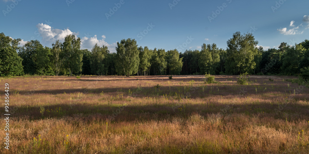 Meadows in golden light together with birch trees. Meadows in golden light together with birch trees.
