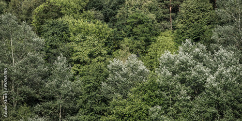Fotografie A background of densely packed tree canopy in summer