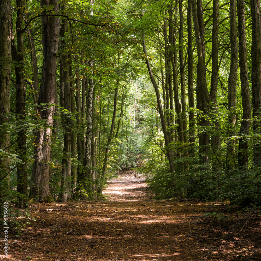 Fototapeta premium A lush green avenue formed by tall trees in summer
