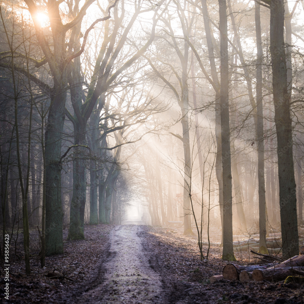 Golden rays of sunshine peaking through the misty winter forest