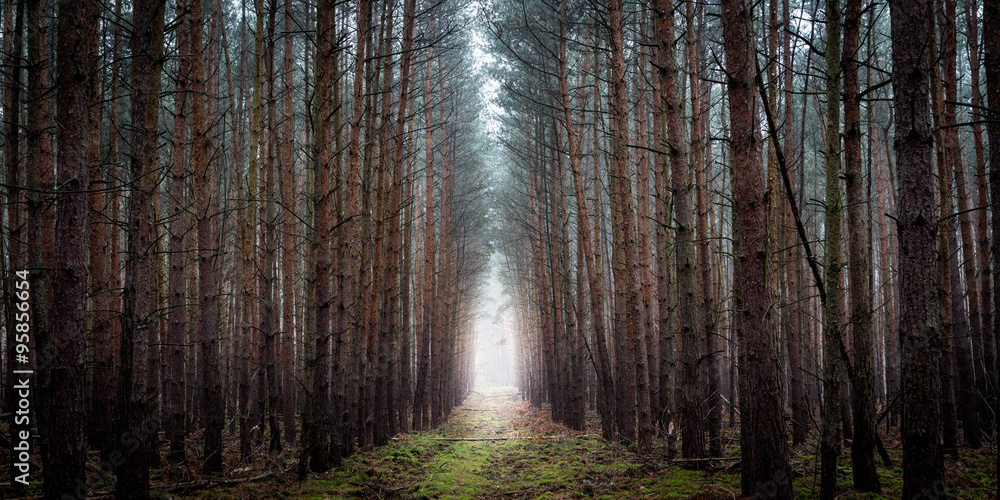 Mysterious pathway in the woods during winter season Mysterious pathway in the woods during winter season