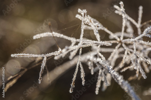 Poetic winter - frozen plants with snow crystals © marbenzu