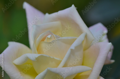 White Rose photo