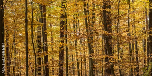 A canvas of golden trees during autumn season
