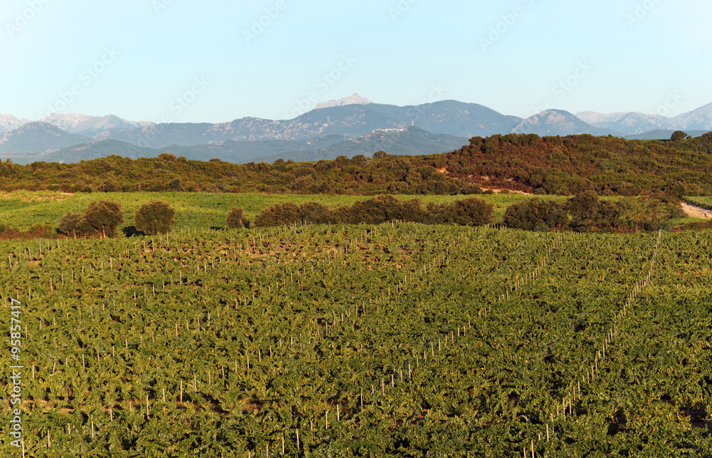 vignobles de la plaine orientale Corse