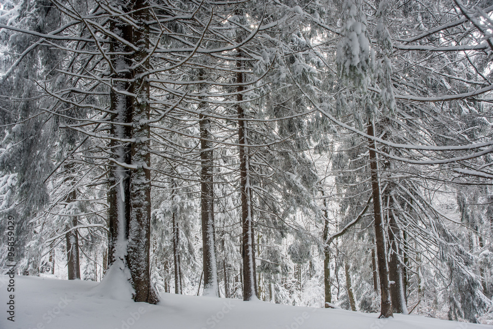 Fototapeta premium snow-covered forest