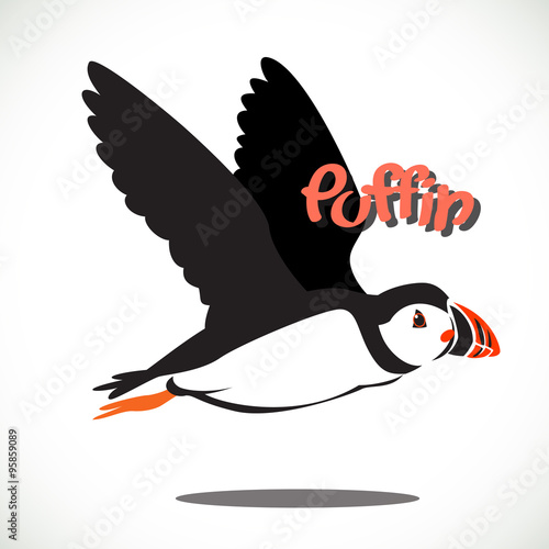 puffin bird