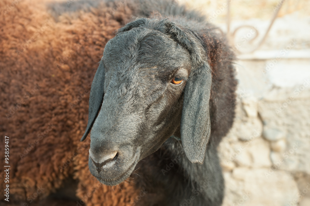 Fototapeta premium Gissar sheep