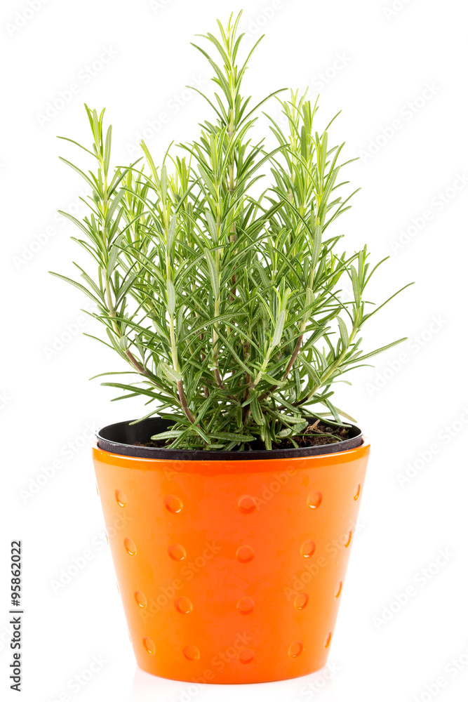 rosemary inside a black pot rosemary inside a black pot