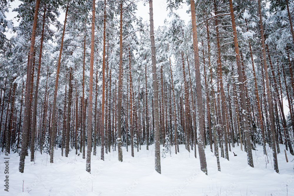 Winter pine tree forest Winter pine tree forest
