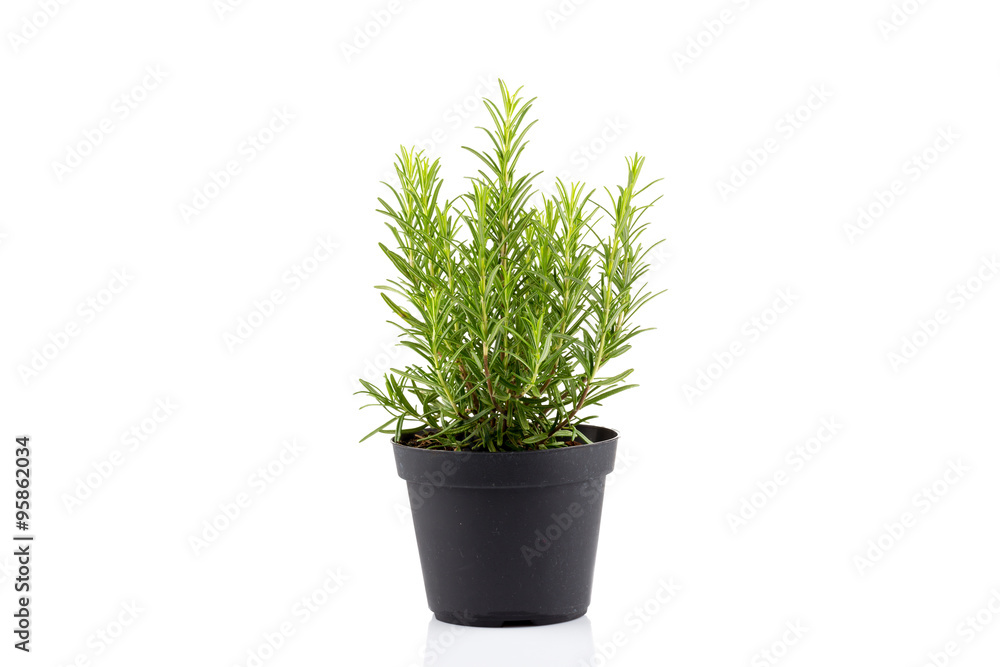 rosemary inside a black pot rosemary inside a black pot