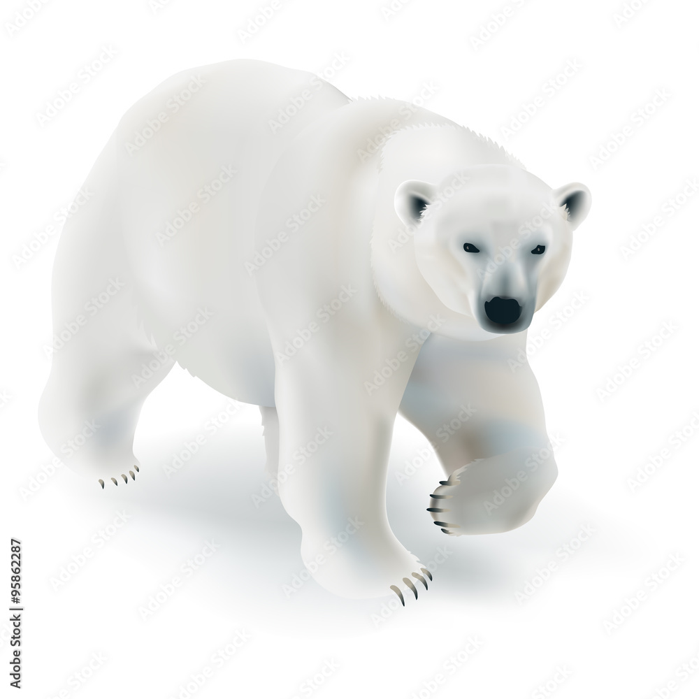 Polar bear - Ursus maritimus.
Hand drawn vector illustration of a polar bear walking on ice - white background.