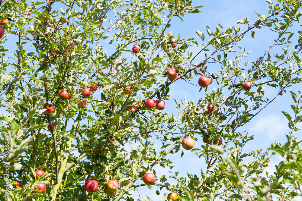 apples in an apple tree in summer apples in an apple tree in summer