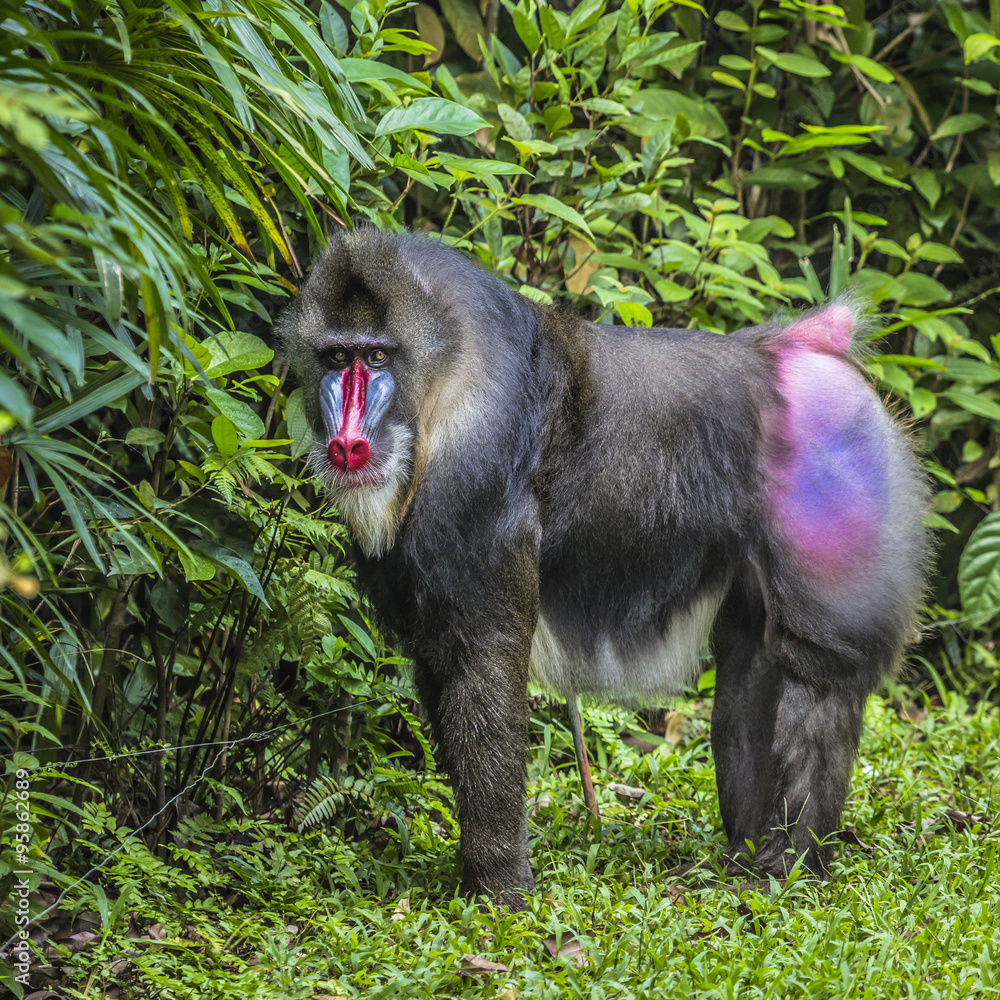 Obraz premium Portrait of the adult male mandrill