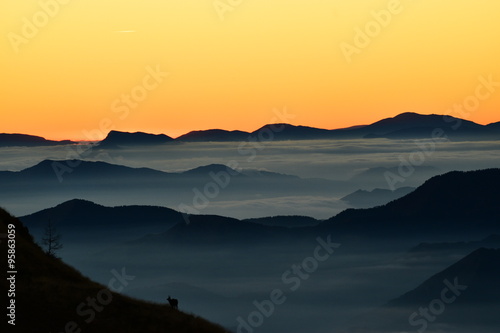 chamoix au dessus des nuages en haute vésubie photo