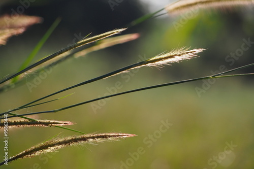 Bright golden grass flower in the field when sunrise in the morning