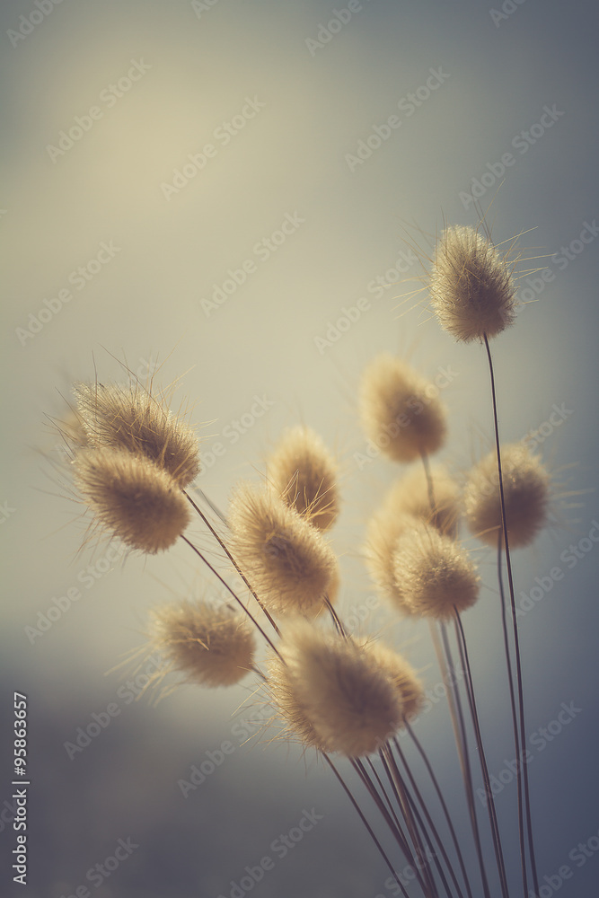 Vase of dried soft autumn flowers. Rabbit Tail Grass. vintage foto Vase of dried soft autumn flowers. Rabbit Tail Grass. vintage foto