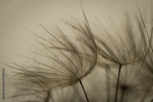 Big dandelion seeds. Macro photo