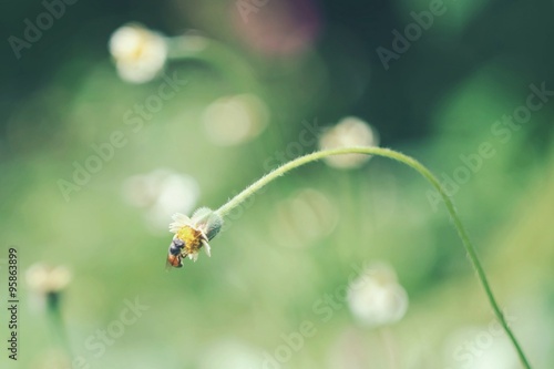 grass flower and green backgroud, soft tone  © madcat_madlove