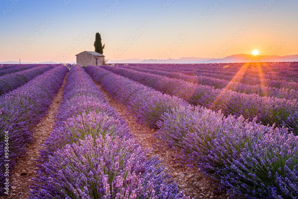 Provence, France, Valensole Plateau. Sunrise over the beautiful lavender field in bloom. - obrazy, fototapety, plakaty 