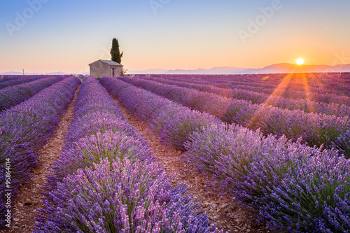 Provence, France, Valensole Plateau. Sunrise over the beautiful lavender field in bloom. photo