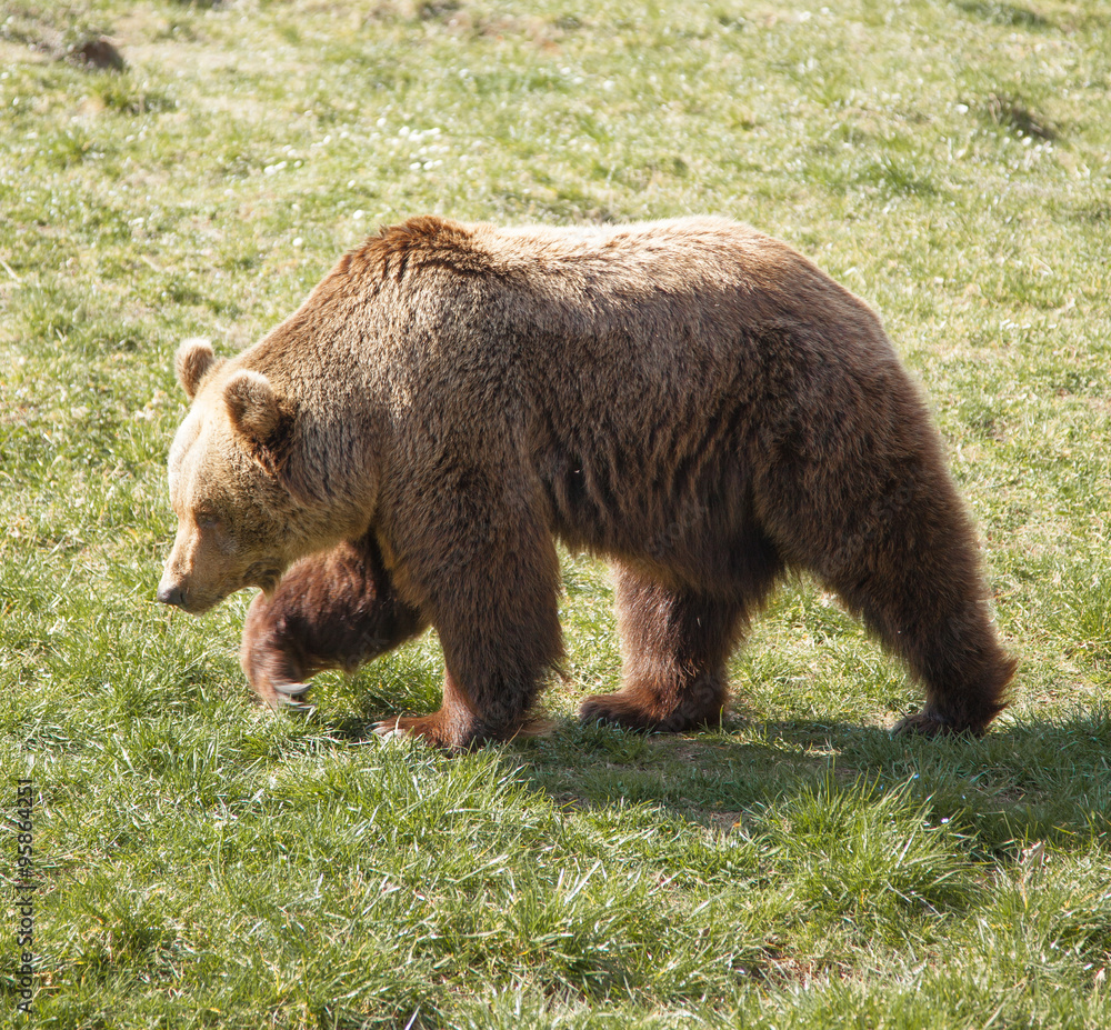 Fototapeta premium Braunbär trottet über Gras