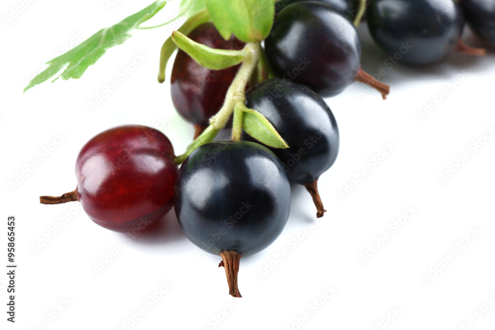 Wild black currant with green leaves isolated on white Wild black currant with green leaves isolated on white