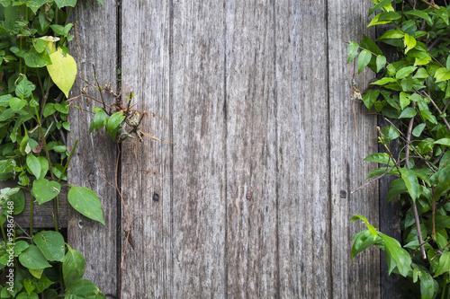 Wooden windows with tree