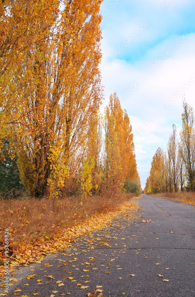 Obraz premium Beautiful landscape with poplar trees, golden leafs and road at