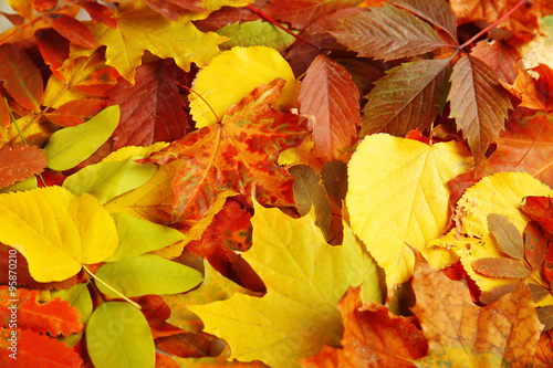 Colorful autumn leaves  close up