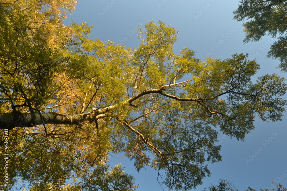 autumn autumn