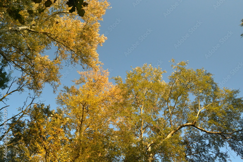 Fototapeta premium autumn