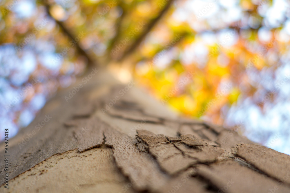 Fototapeta premium Corteccia di un tronco di betulla vista dal basso verso l’alto in autunno