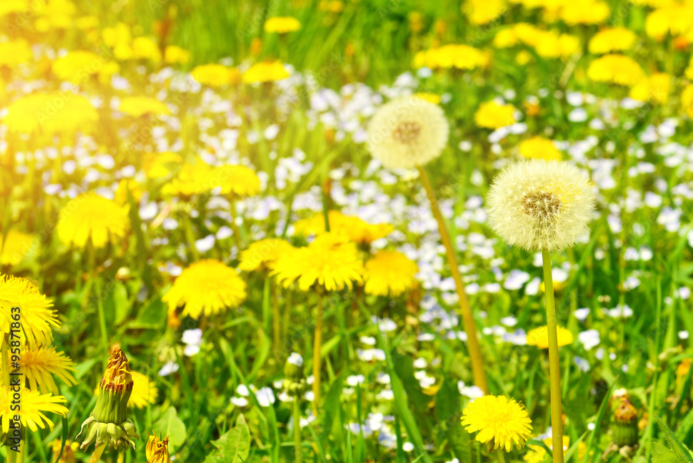 Obraz premium Dandelions