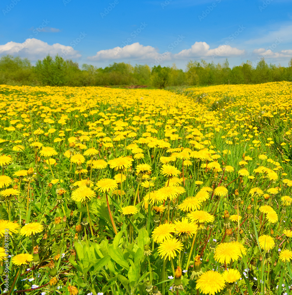 Fototapeta premium Dandelions