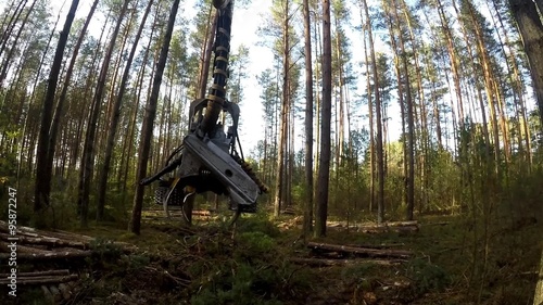 Forest Harvester in action - cutting down tree. Harvester moves through the forest. A specialized Feller Buncher saws a freshly chopped tree trunk.