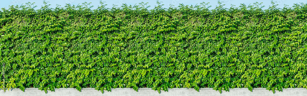 Green leaves wall background Green leaves wall background