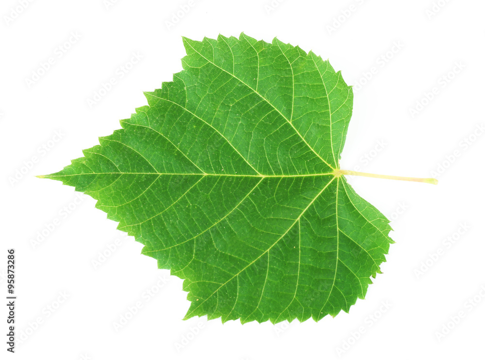 Obraz premium Piękny zielony liść, na białym tle