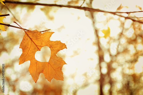 Autumn leaf with heart, outdoors