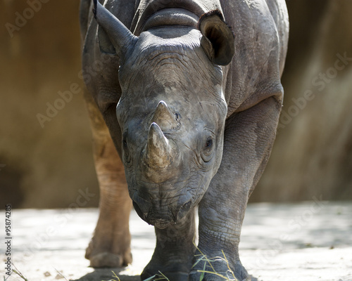 low angle shot of a rhinoceros head down ready to charge #95874285