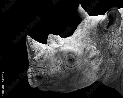 black and white portrait of a black rhinoceros 